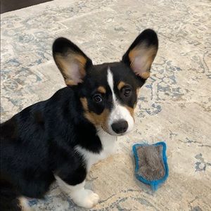 Meet your Posher, Connie